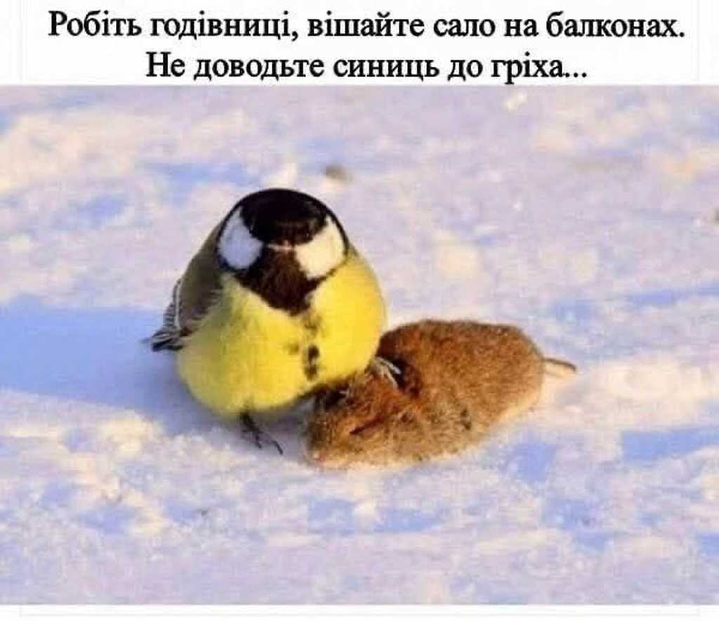 кормушки