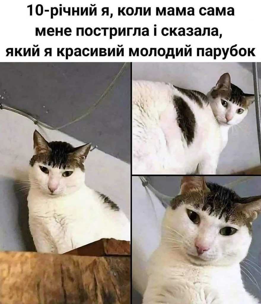 кіт