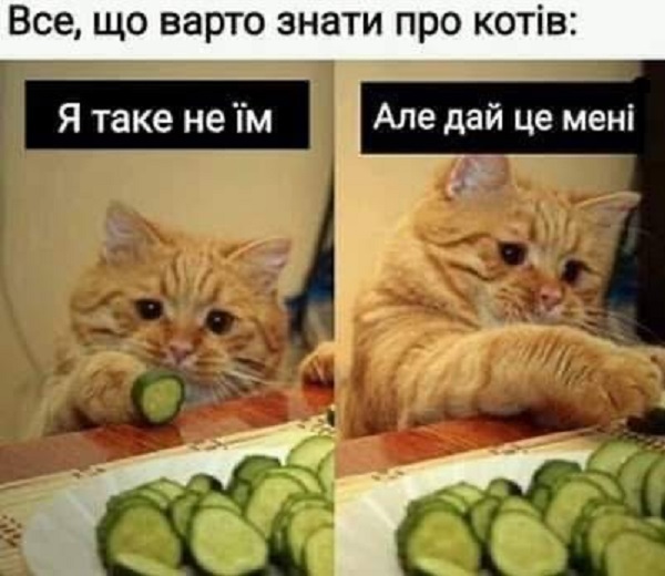 Котики и еда