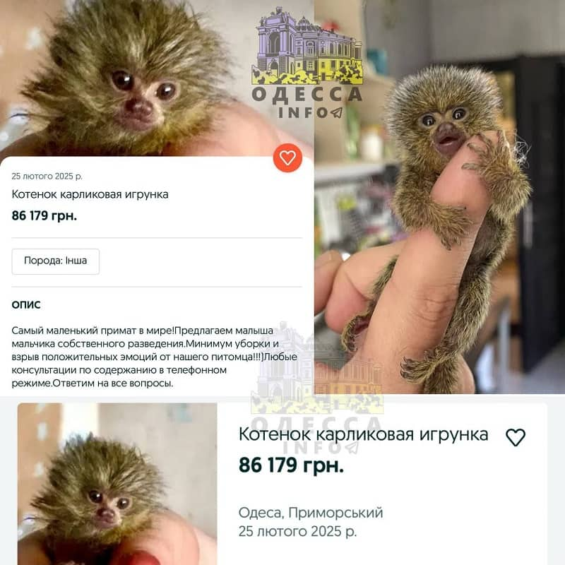 Объявление на OLX