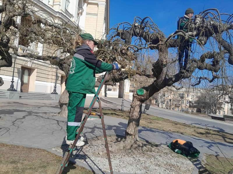 Подрезка софоры на Театральной площади в Одессе