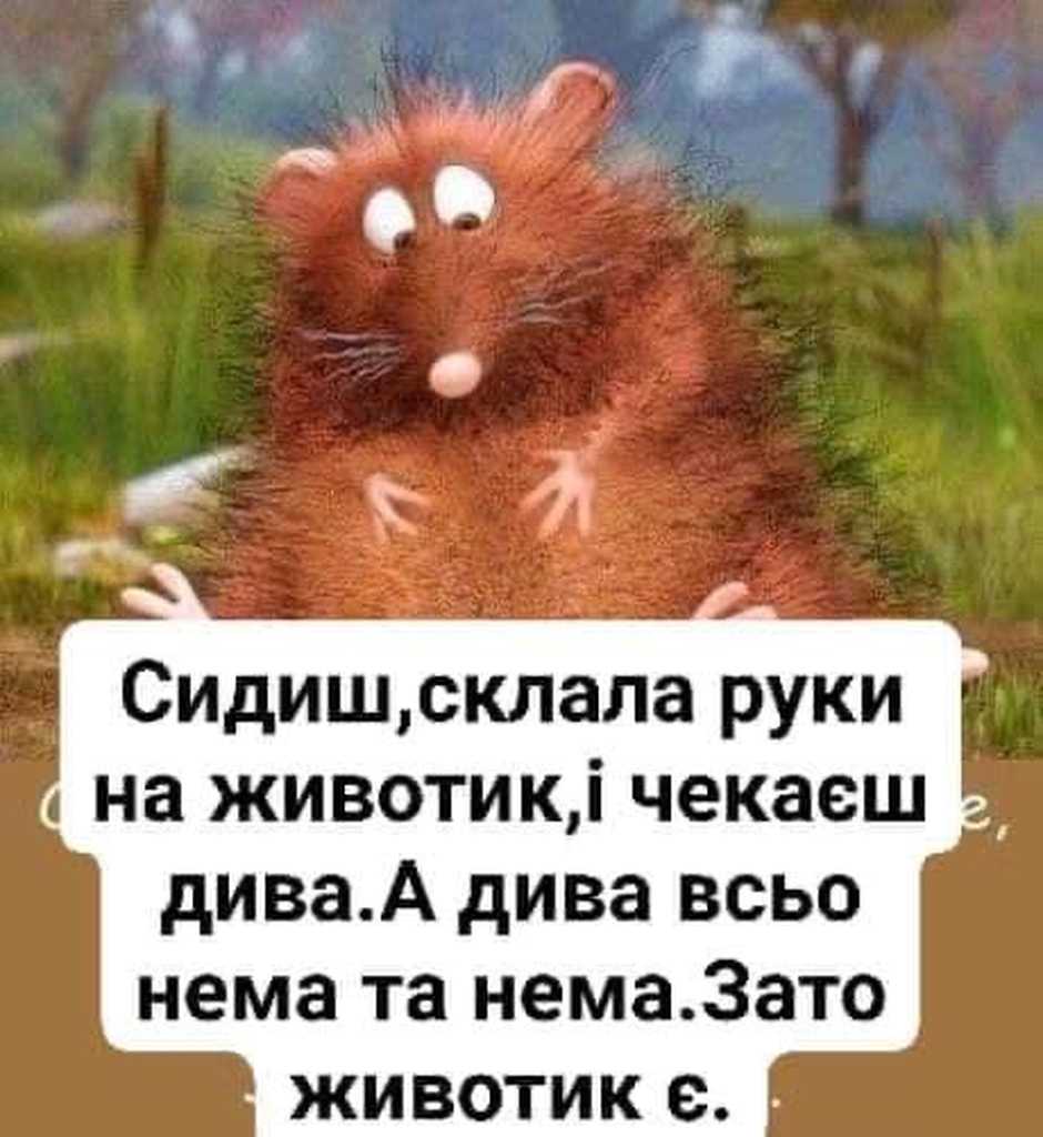 животик