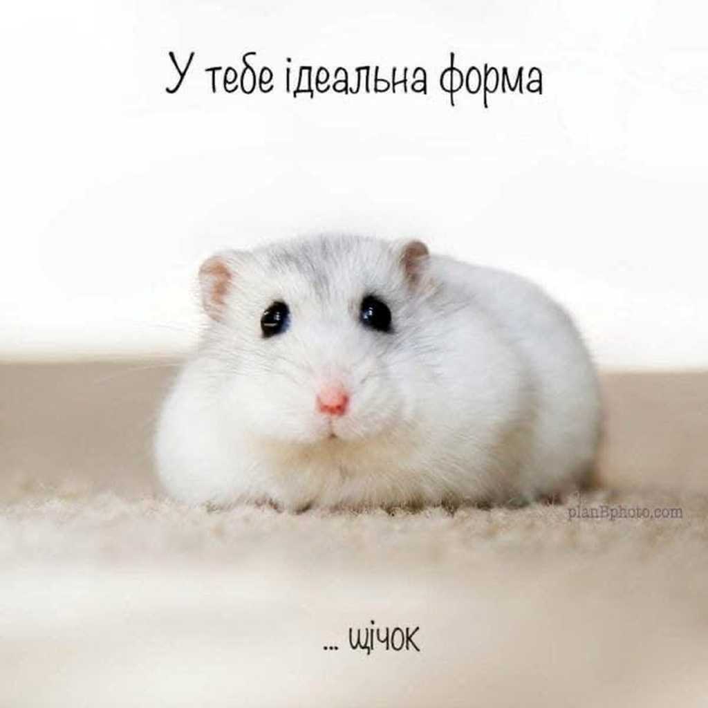 щічки