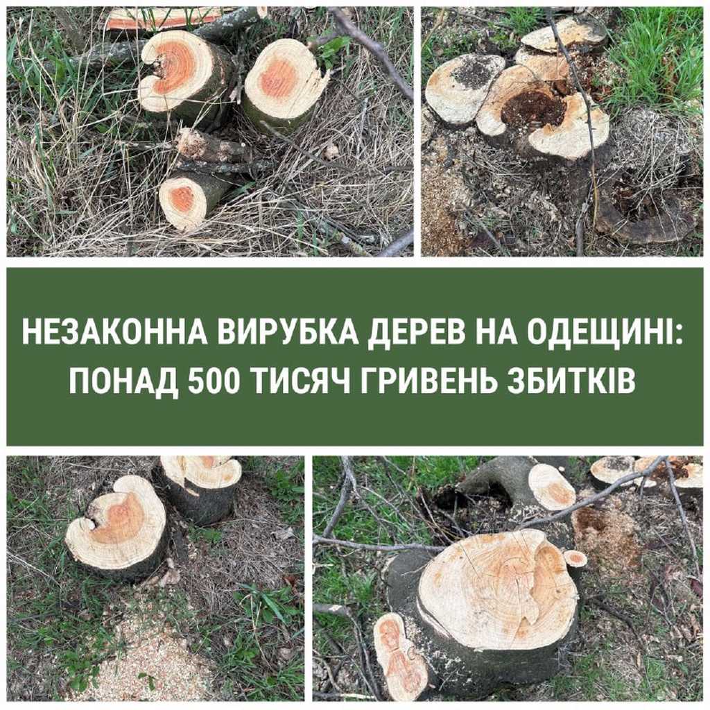 вырубка леса