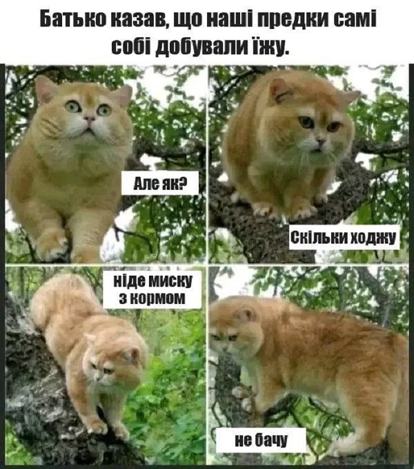Котики и добыча еды