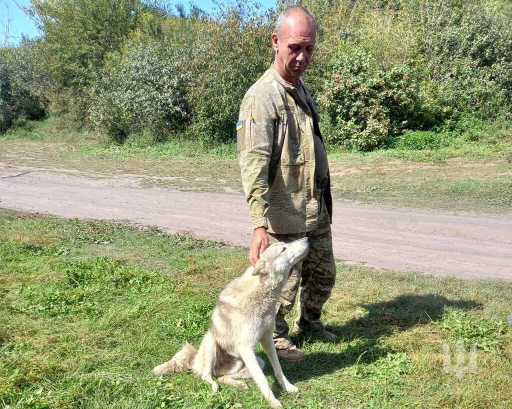 врятований вовк