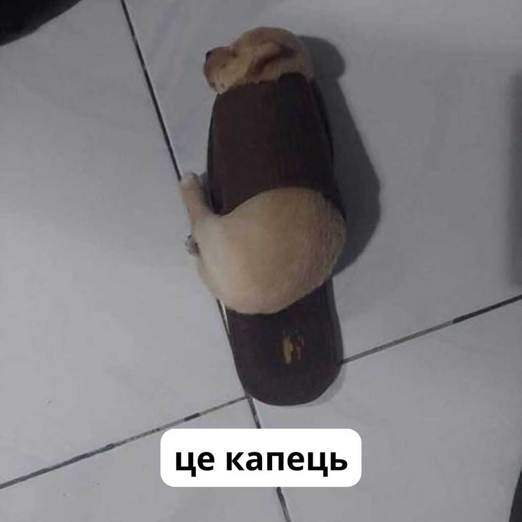 взутий пес
